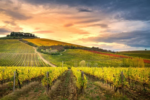 Sulle Colline del Chianti